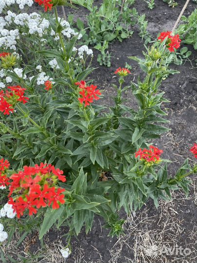 Саженцы многолетних цветов