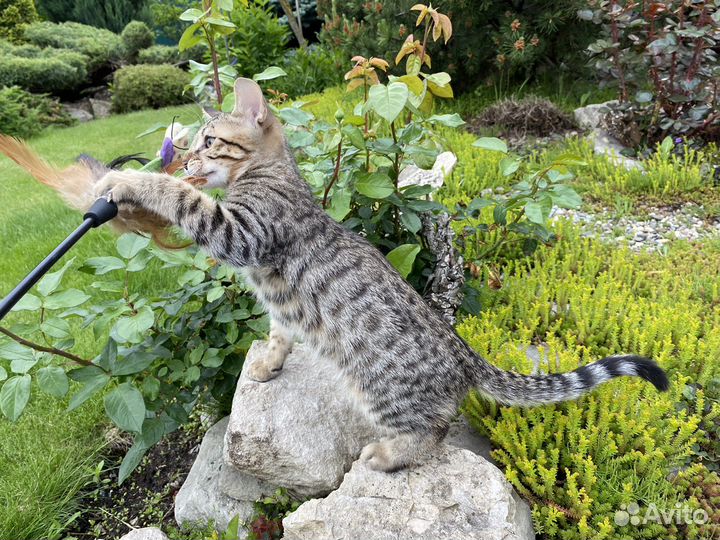 Саванна котята