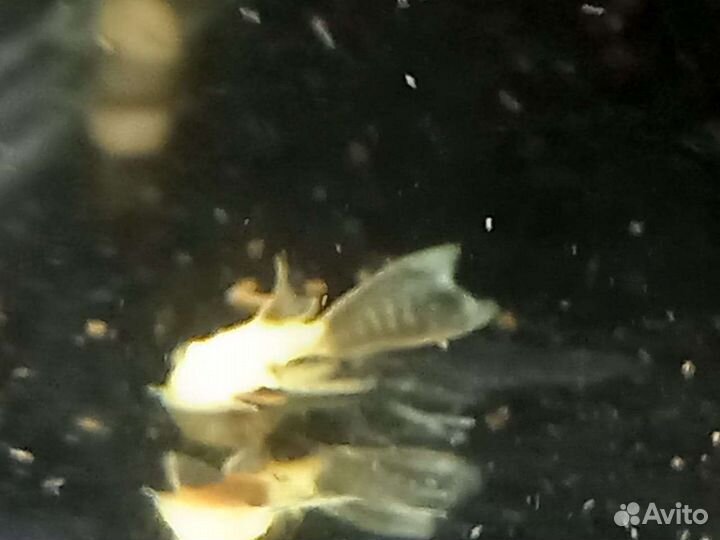 Анциструс вуалевый