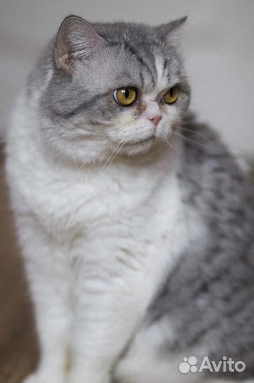 Британская кошка ищет дом