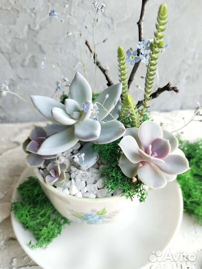 Флорариум, минисадик из суккулентов