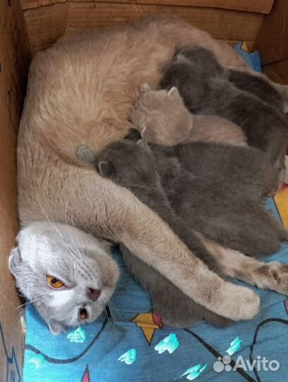 Шотландские котята