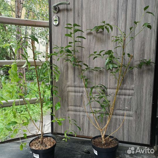 Спирея. Форзиция. Саженцы кустарников