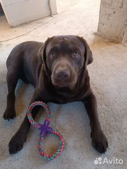 Кобель лабрадора вязка