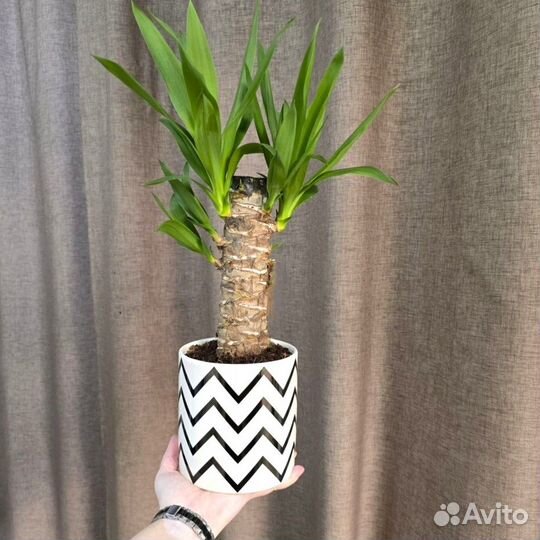 Пальма юкка в кашпо