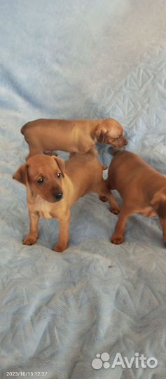 Цверг пинчер