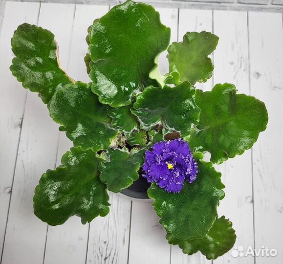 Фиалка ав-Сергей Есенин