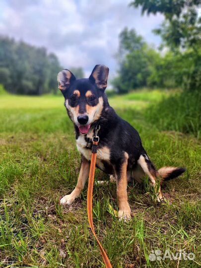 Скромный,робкие пёс таскует в приюте,ищет дом