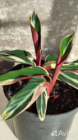 Строманта триколор