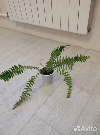 Комнатные растения