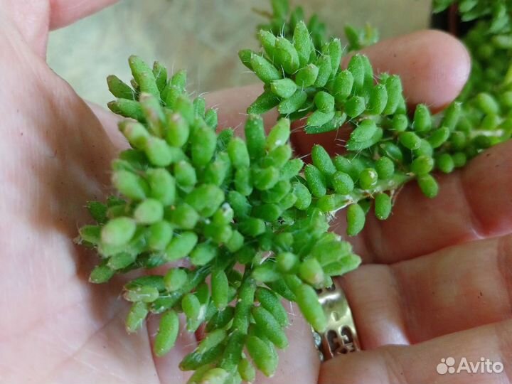 Рипсалис/кактус