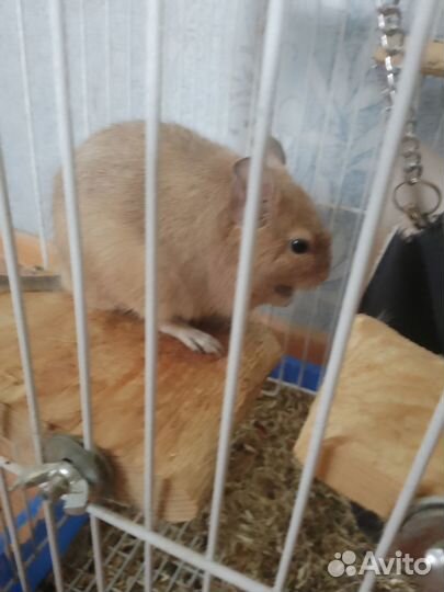 Отдам в добрые руки