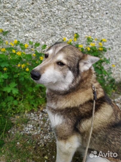 Выгул собак