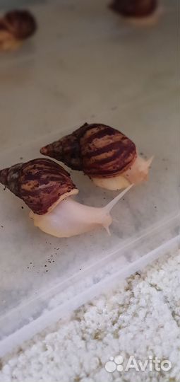 Улитки ахатины большие