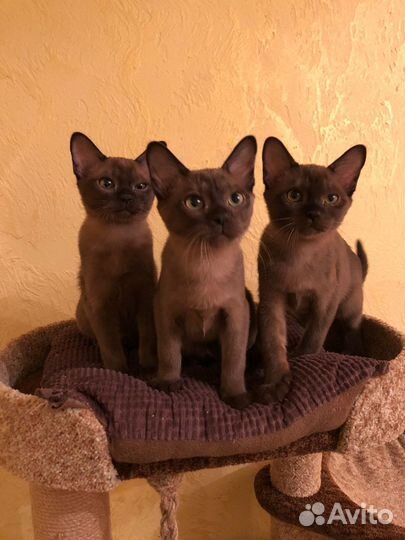 Бурманские котята
