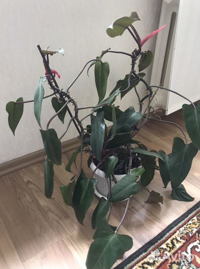 Комнатные цветы