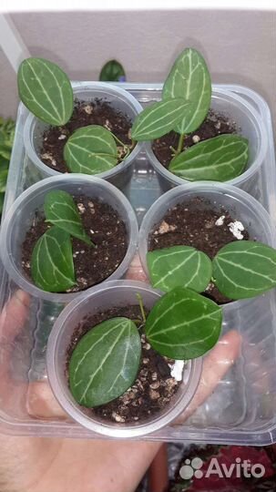 Дисхидия овата