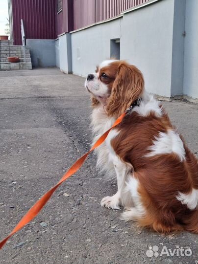 Выгуливаю собак