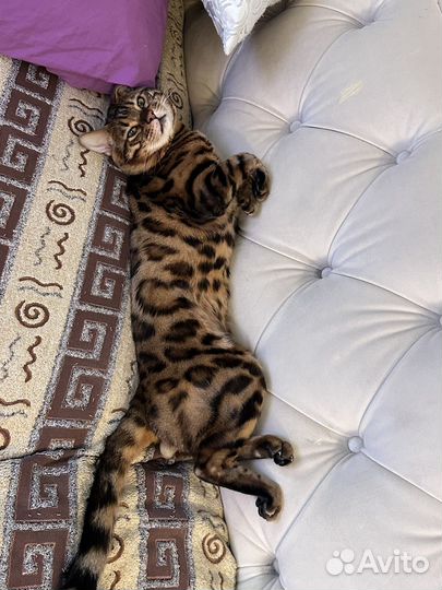 Бенгальская кошка