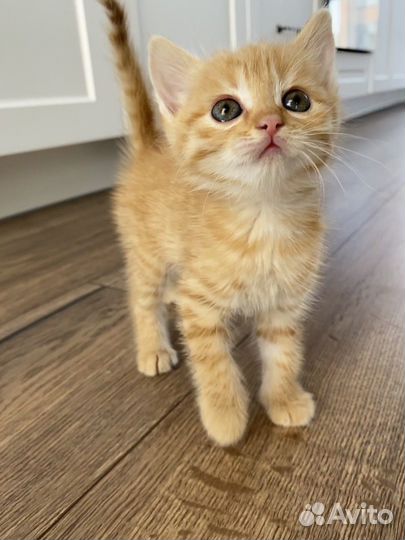 Милые котята ищут добрых хозяев