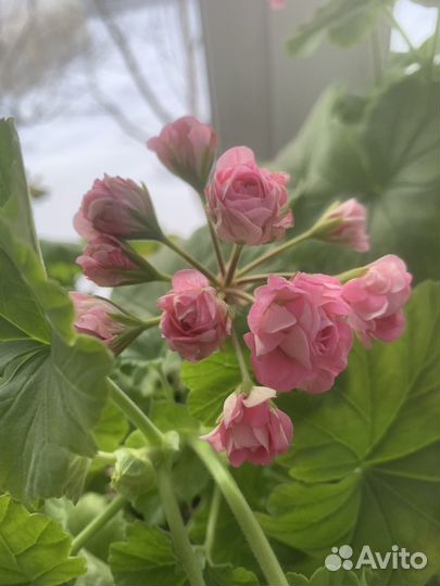 Пеларгония герань