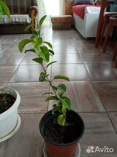 Мандариновое дерево ростки