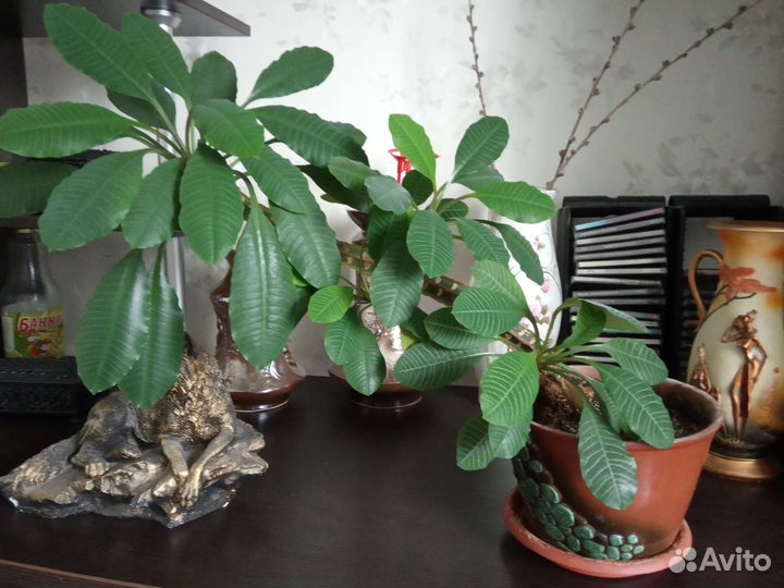 Цветы комнатные