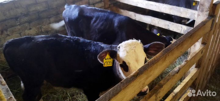 Телята с доставкой до двора за наш счёт