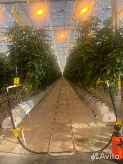 СНТ овощевод в теплицу / сбор помидоров