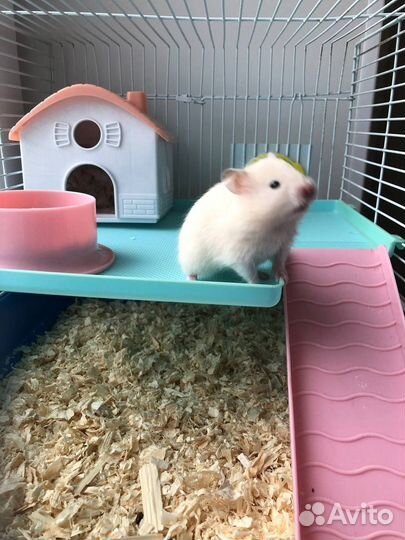 Сирийские хомяки с клеткой