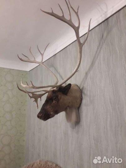 Голова оленя