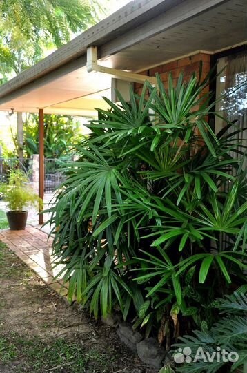 Пальма Рапис