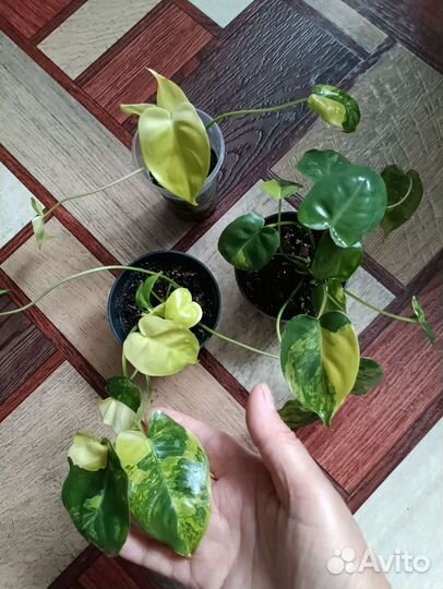 Филодендрон бурле Маркс вариегатный,Фил Биркина