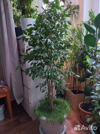 Солейролия