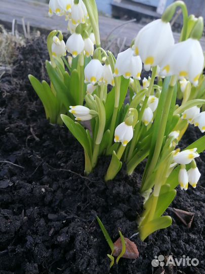 Мята, черенки,3 ветки в стакане