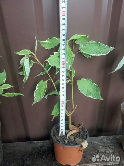 Бересклет форчуна, Дерен, Бирючина, Хоста