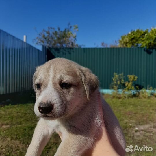 Щенки бесплатно