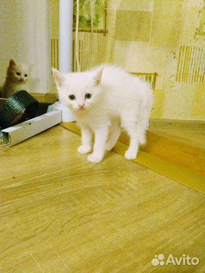 Котята от домашней кошки