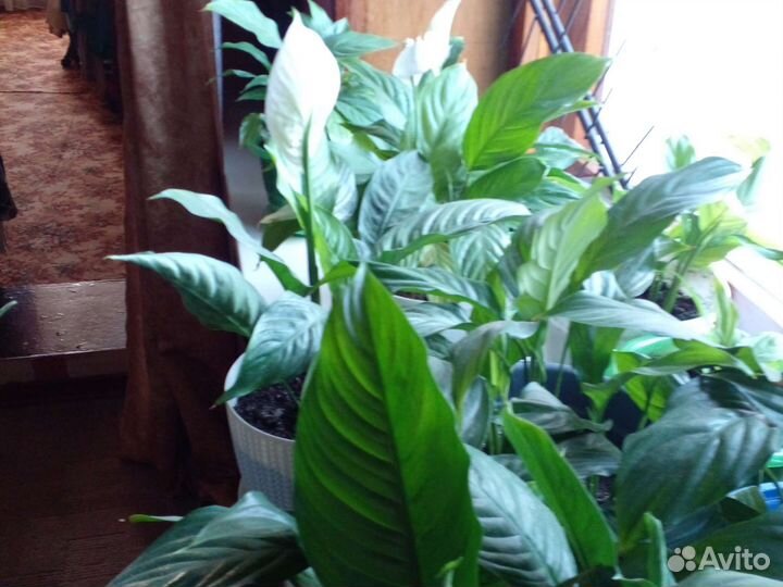 Спатифиллум