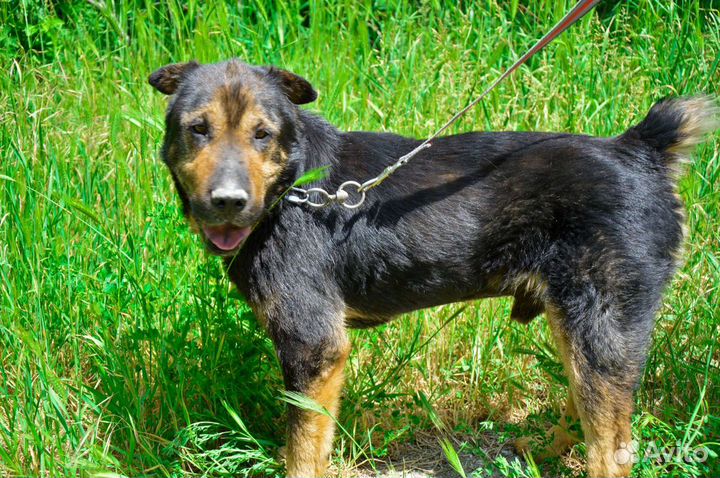Собаки бесплатно в добрые руки