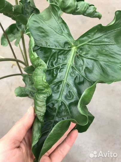 Алоказия Dragon Tail (Хвост дракона) клубни