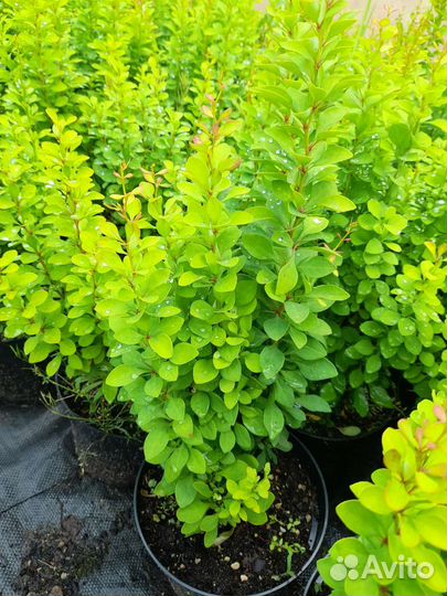 Барбарис тунберга Эректа