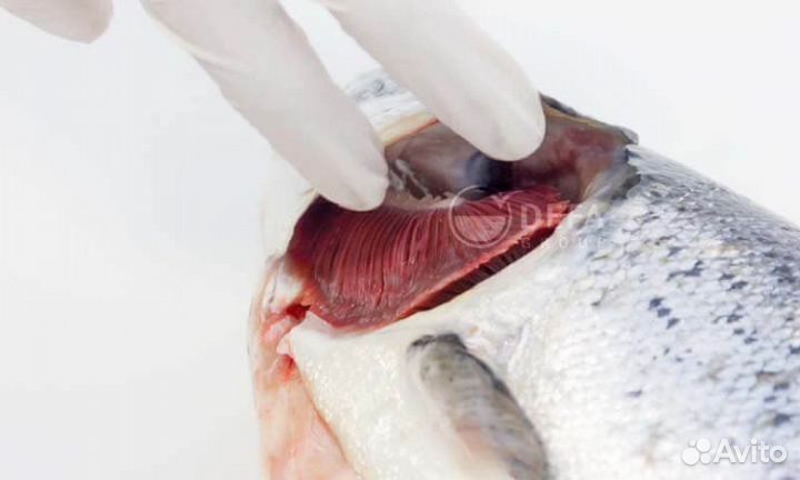 Семга охлаждённая