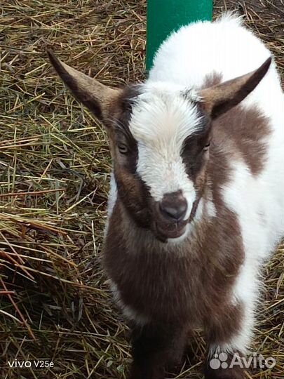 Камерунский козел