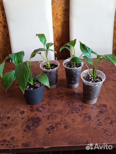 Спатифиллум (женское счастье)