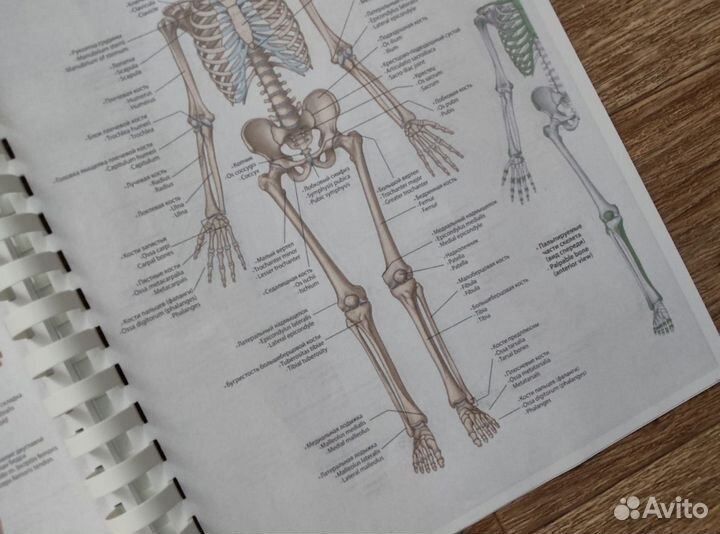 Атлас анатомии Грея
