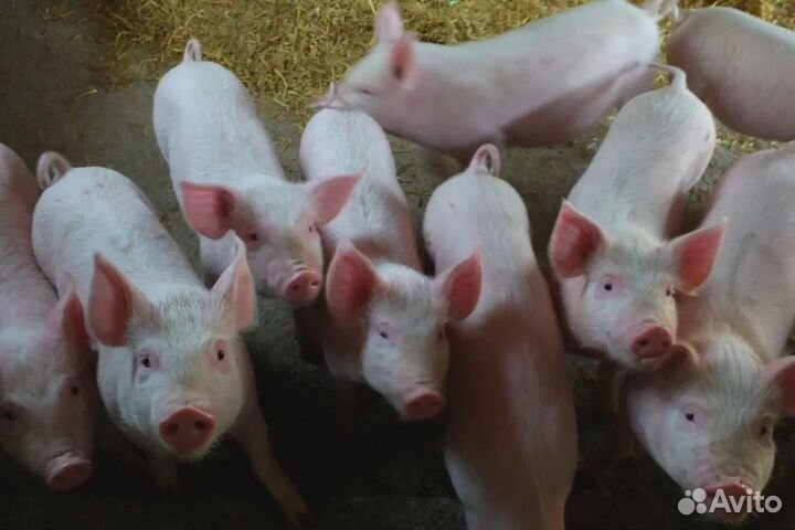 Поросята