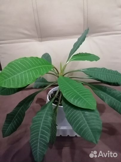 Молочай беложильчатый