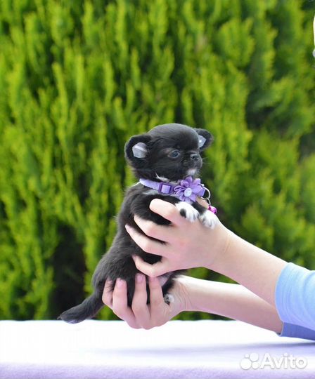 Чихуахуа девочка дш мини