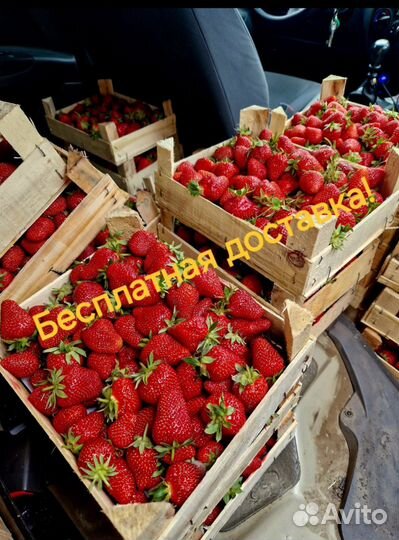 Клубника свежая ягода